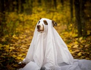dog in ghost costume