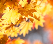 Image of golden leaves on a tree,