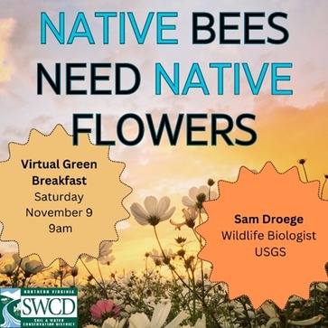 native bees need native flowers