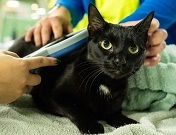 A cautious but comfortable-looking black cat lays on a towel, with a microchip scanner over her back.