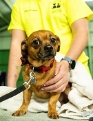 A small brown dog looks at the camera, while a clinic volunteer keeps a reassuring hand on his side.