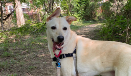 Image of golden dog Holiday. His tongue is out as his ears flop to the left. 