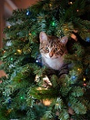 Cat in Tree