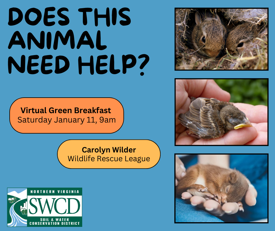 graphic with Does This Animal Need Help? and photos of baby squirrels and birds