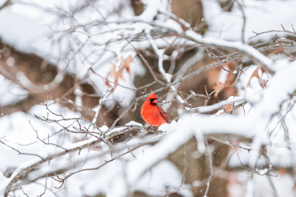 cardinal in snowy branches