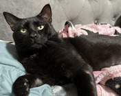 Black Cat Laying Down