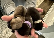 Neonatal Puppies being held