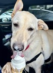 Tan Dog Licking Ice Cream