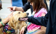 Dog at gathering being petted