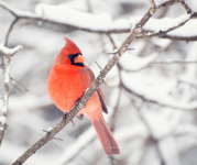 Image of a red, male cardinal sitting on a snowy tree branch.