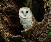 Image of a barn owl in the tree.