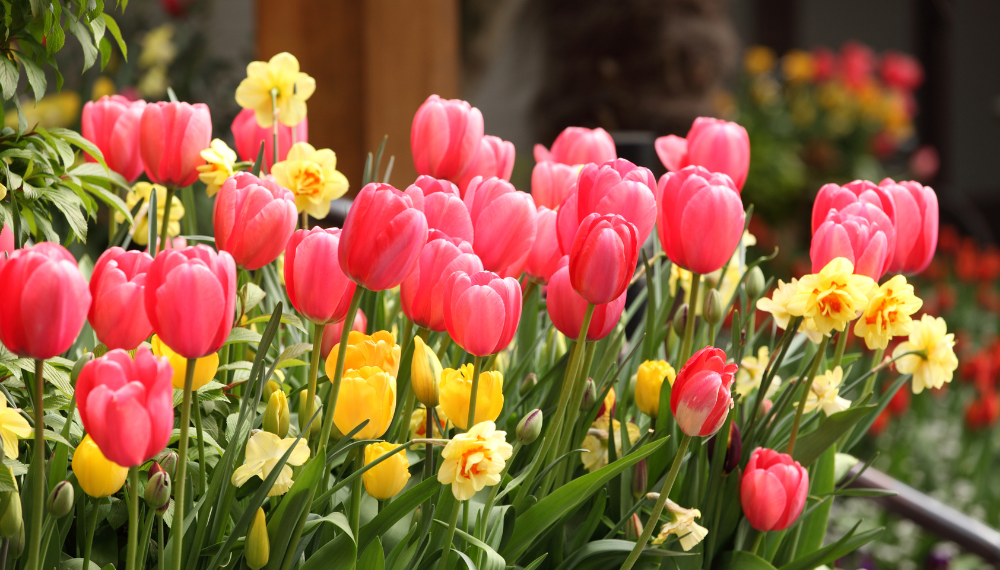 Image of pink tulips and yellow daffodils. 