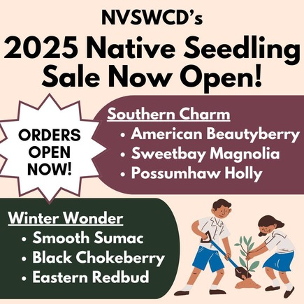 seedling sale graphic