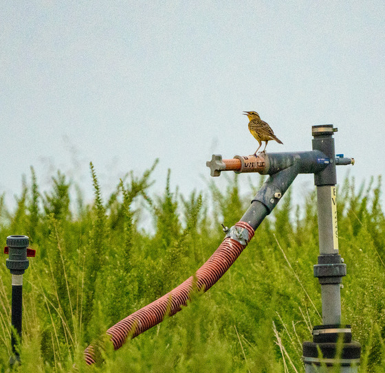 eastern meadowlark on methane gas valve