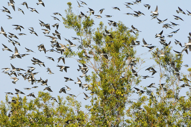 migrating birds