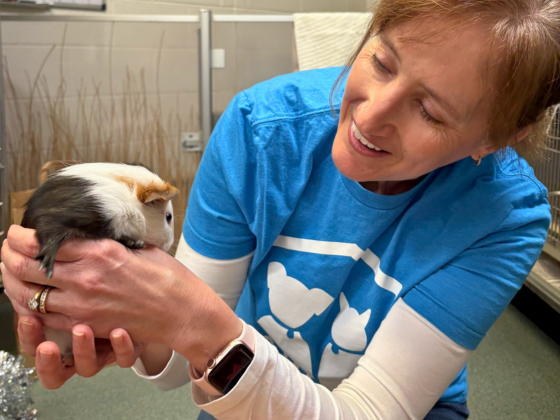 FCAS volunteer with a guinea pig (2)