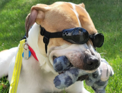 Adoptable dog Leo wearing goggles with a toy