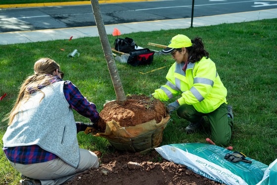 people planting trees