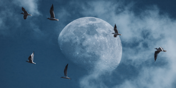 birds flying at night