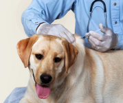 Image of a yellow lab getting a vaccine in its back.