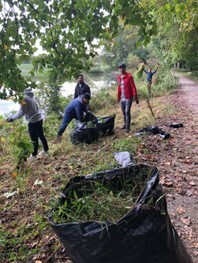 group collecting invasive species