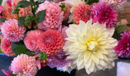 Image of dahlia bouquets at the farmers market. 