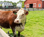 Image of a cow with a yellow tag in its left ear at Frying Pan Farm Park. 