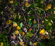 Image of a forest floor covered in leaves and moss.