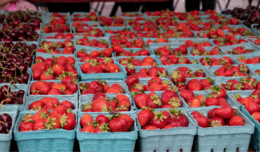 Fresh strawberries in blue paper pints at a farmers market.