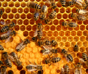 Image of honeybees on honeycomb. 