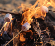 Image of marshmallows roasting over a campfire. 