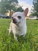 Small tan chihuahua type dog