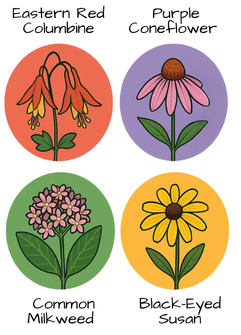 Illustration of Purple Coneflower, Eastern Red Columbine, Common Milkweed, and Black-Eyed Susan