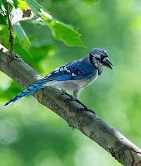 Bluejay