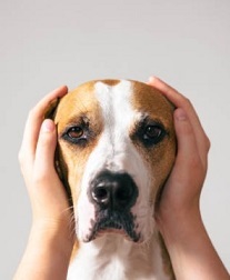 Scared dog with human hands over dog's ears