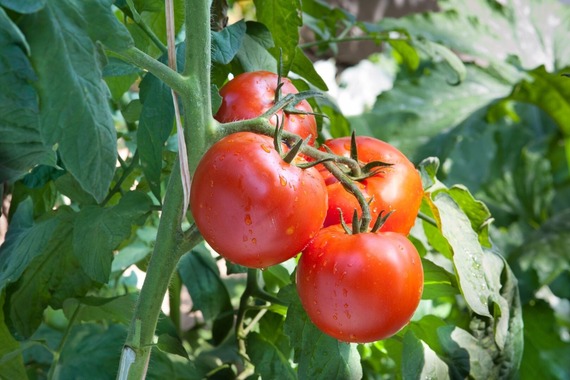 Tomato Plant