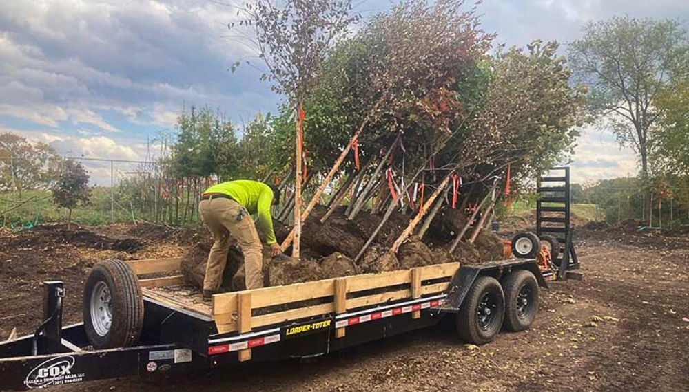 A man loads young trees into a trailer. 