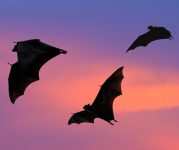 Silhouette of bats against a sunset sky. 