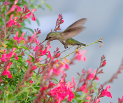 A green hummingbird drinks from a pink flower.