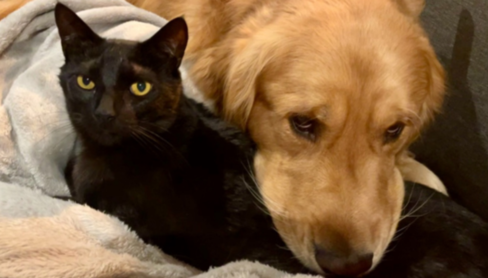 A golden retriever snuggles up against a black cat with green eyes.