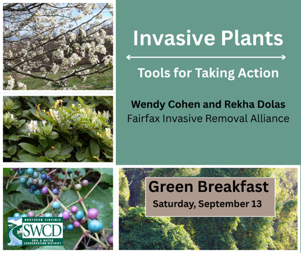 green breakfast promo graphic