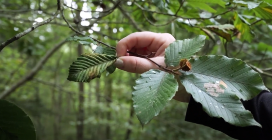 beech leaf with beech leaf disease