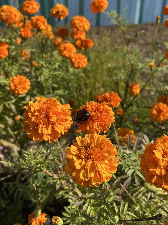 The Farm at Halley Rise