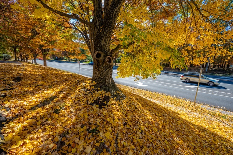 photo of large tree with fall colored leaves