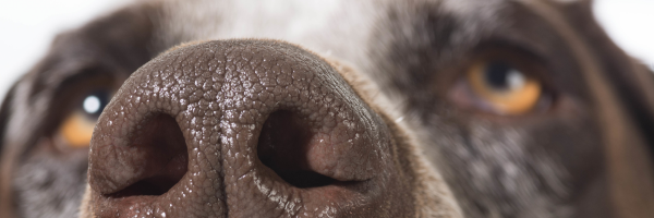 Extreme close-up of dogs brown nose with remainder of face blurred slightly