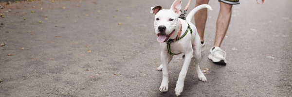 White dog wearing harness and excitedly pulling owner on leash