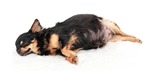 Small black dog sleeps - appears pregnant