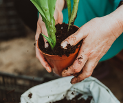 Hands holding a plant in a pot. 