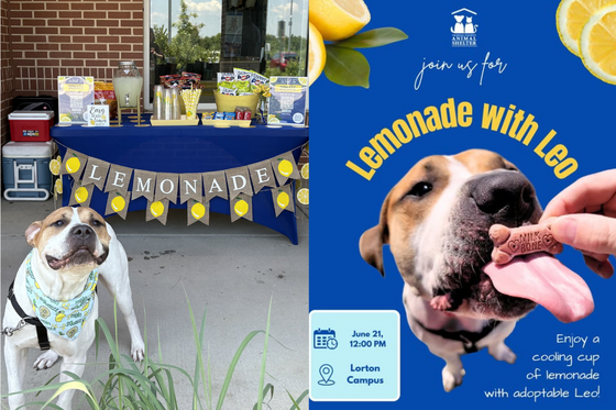 Large dog standing in front of lemonade stand, flyer of same dog for lemonade stand