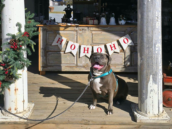 large gray dog sits in doorway and banner that says "hohoho"